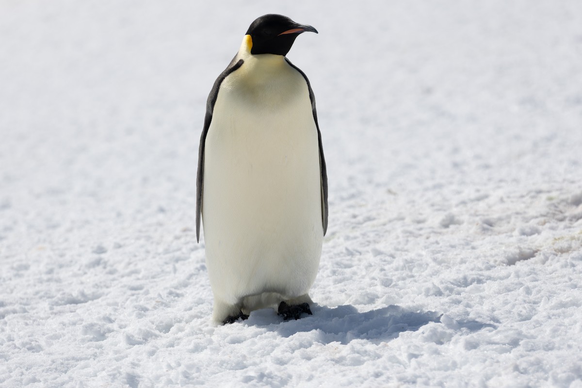 Emperor Penguin - ML645894842