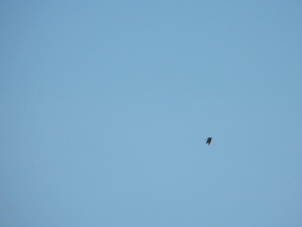 Violet-green Swallow - ML645894843