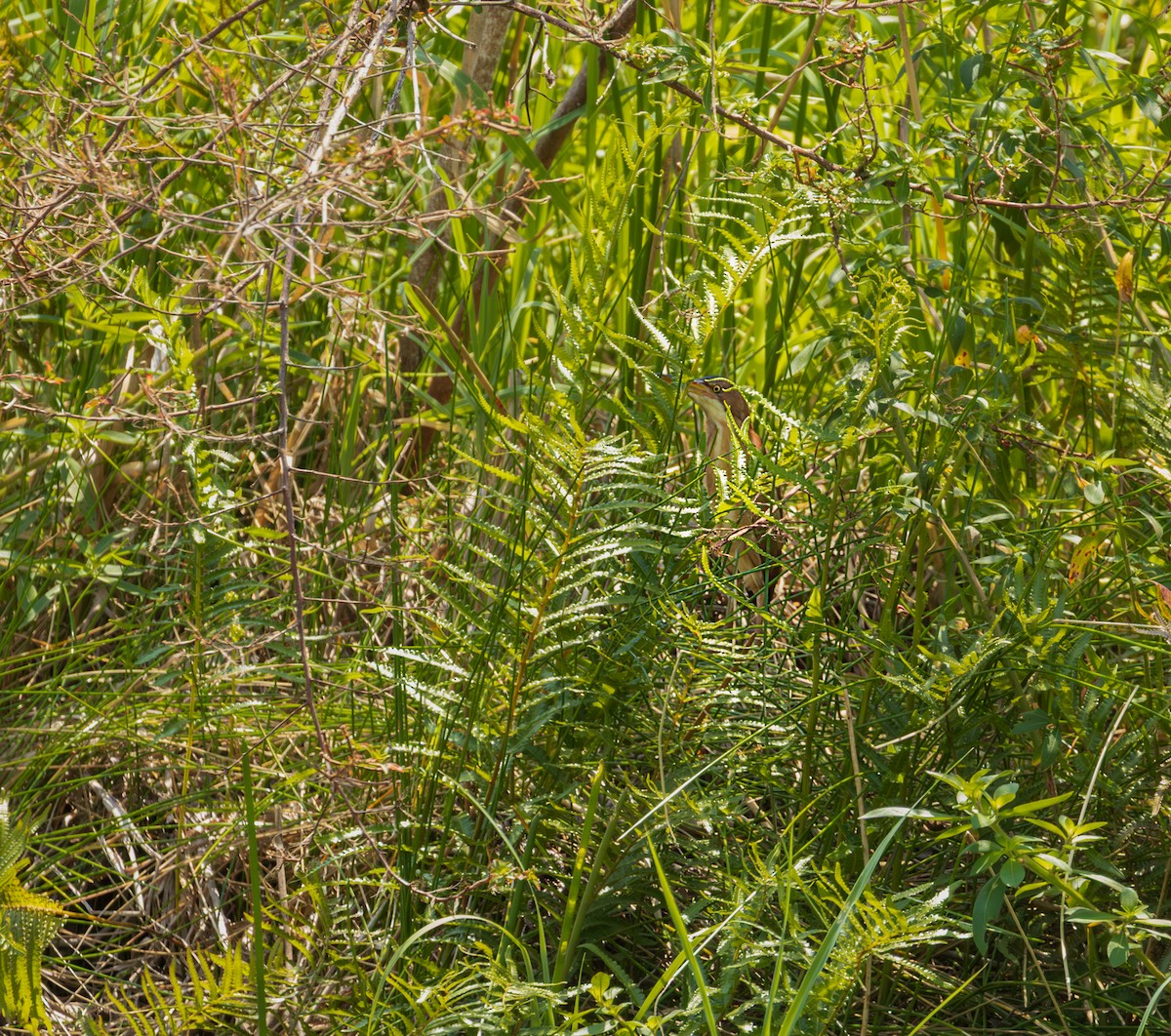 Least Bittern - ML645894844