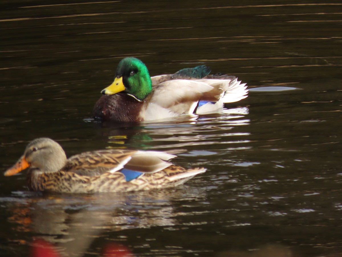 Germano reale - ML645894860