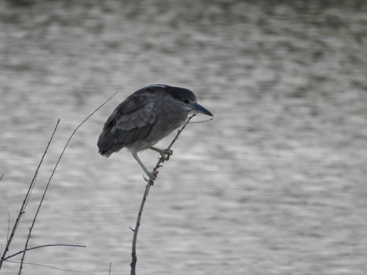 Black-crowned Night Heron - ML645894880