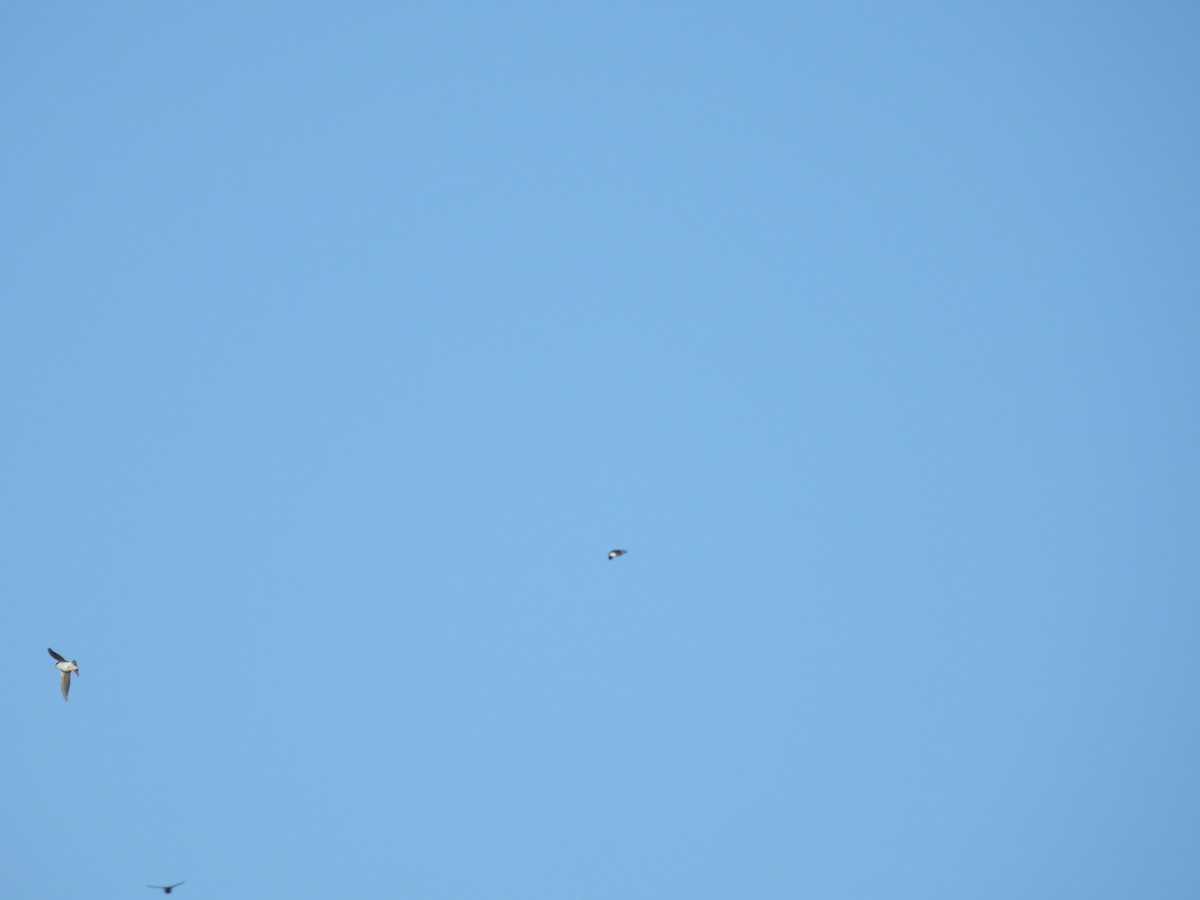 Violet-green Swallow - ML645894882