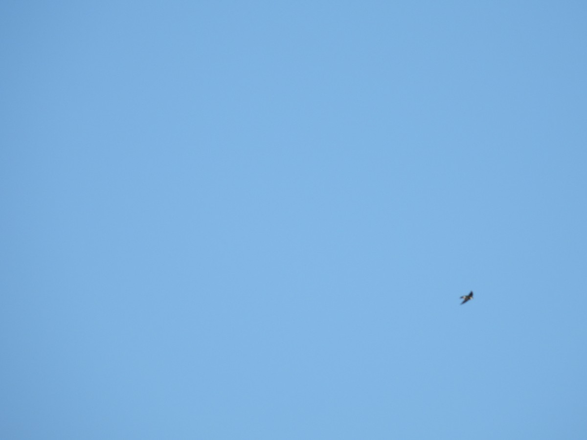 Violet-green Swallow - ML645894886