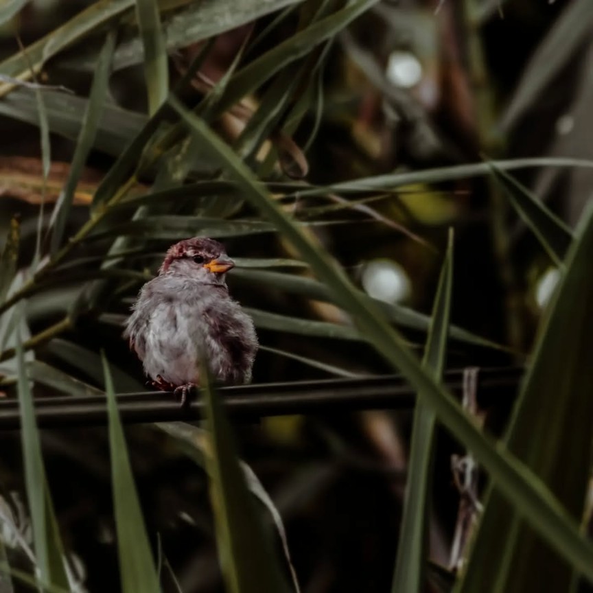 House Sparrow - ML645894896