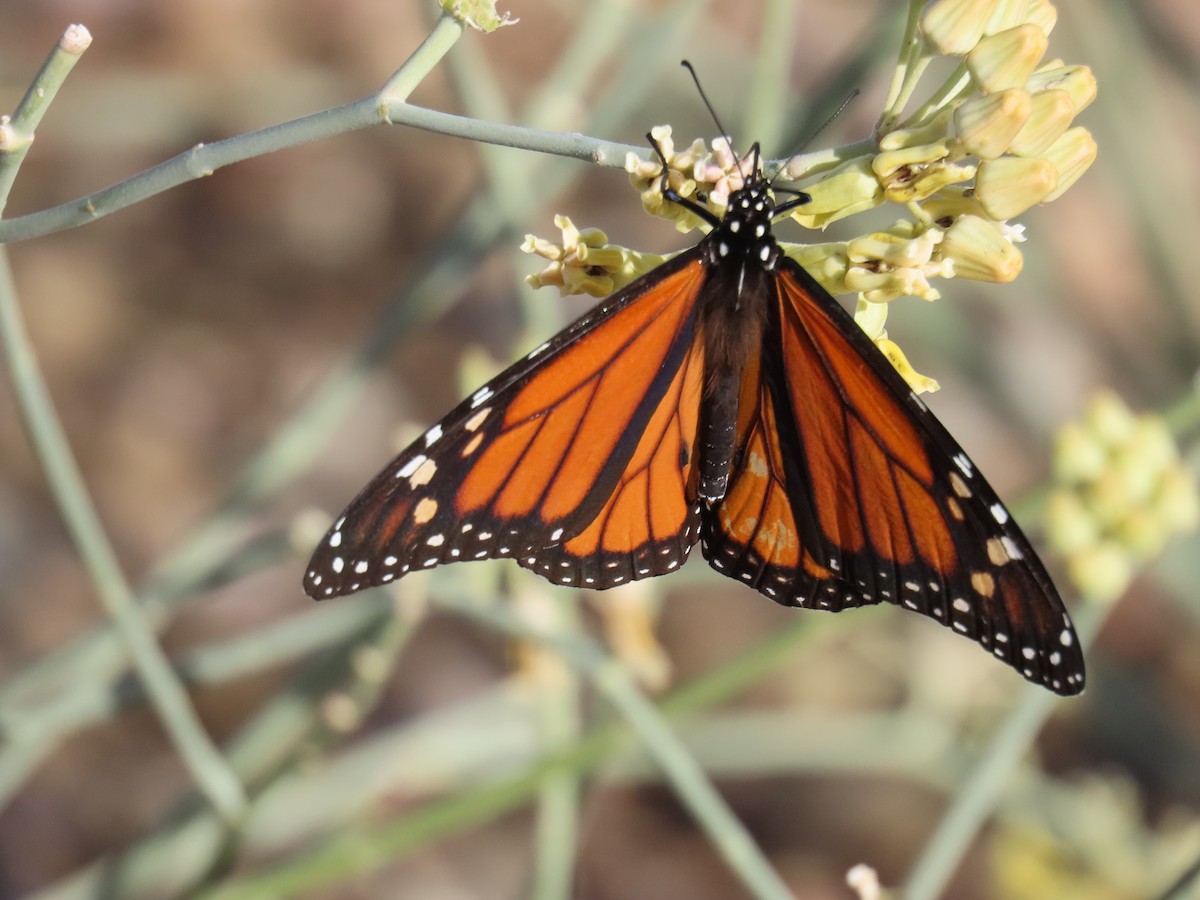 Animals - ML645894935