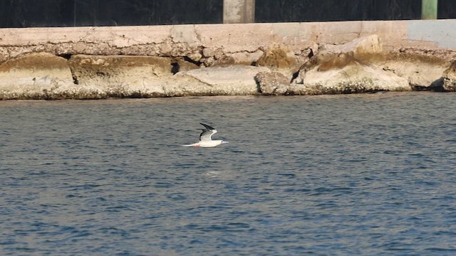 Red-footed Booby - ML645894941