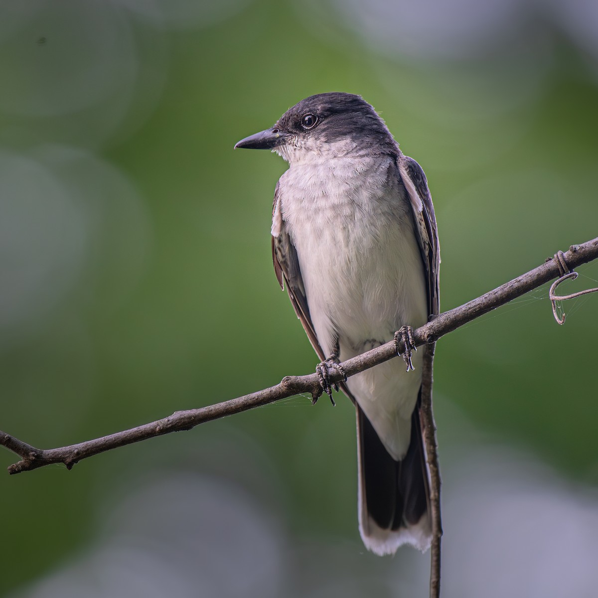 Tirano Oriental - ML645894945