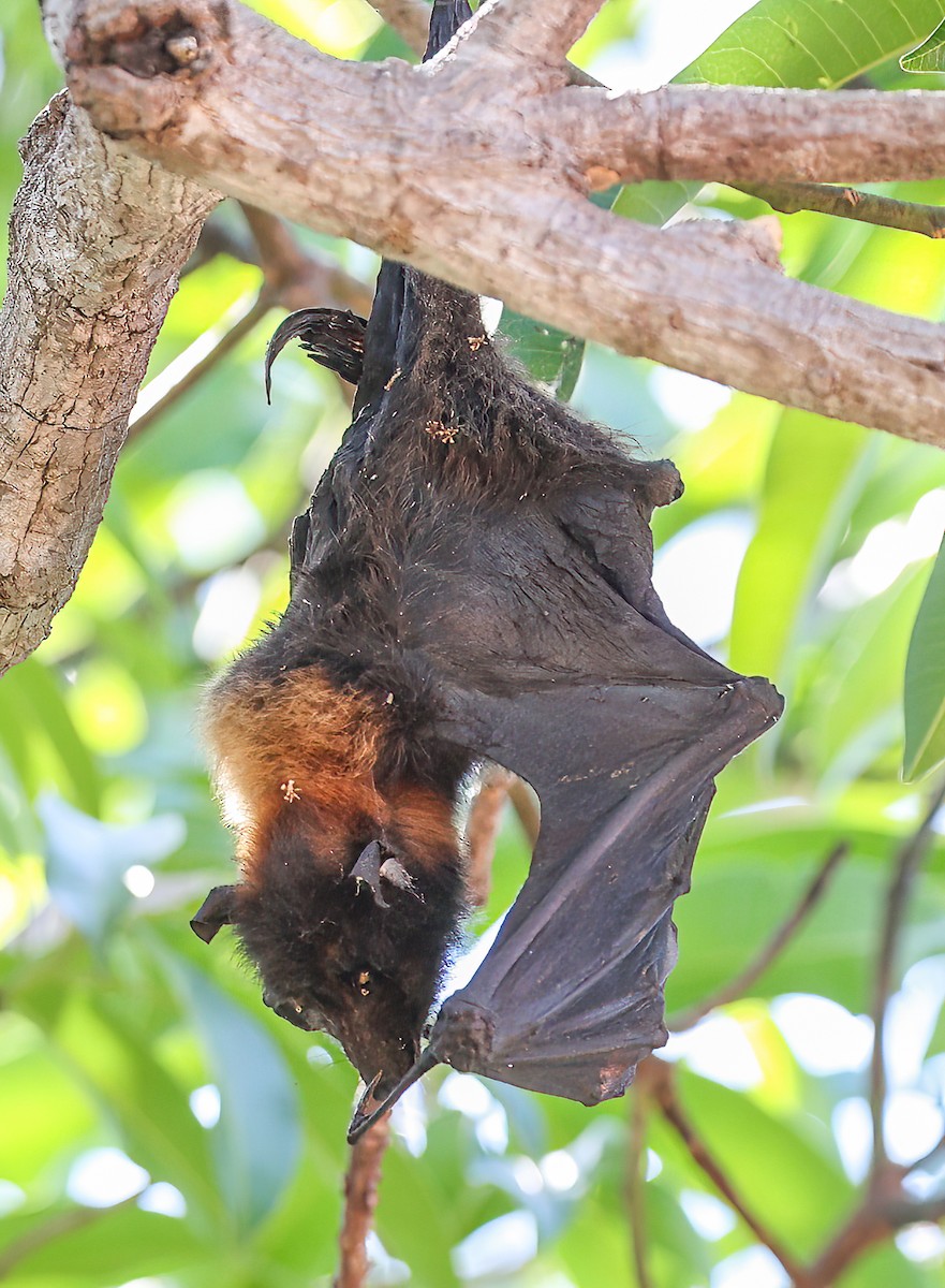 Black Flying-fox - ML645894959