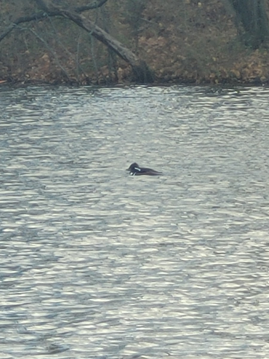 Hooded Merganser - ML645894966