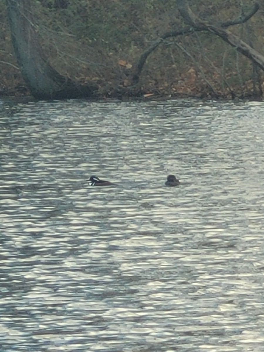 Hooded Merganser - ML645894967