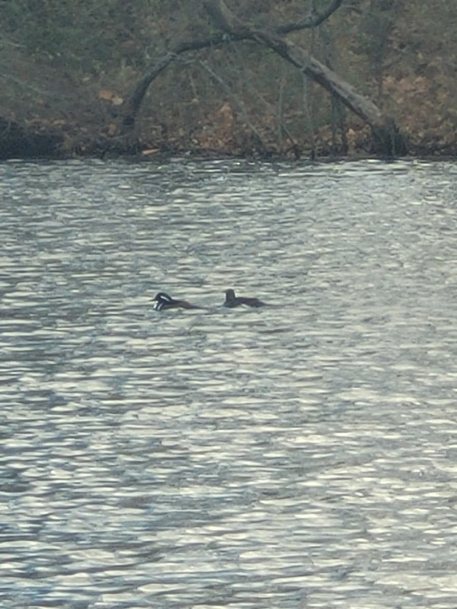 Hooded Merganser - ML645894969