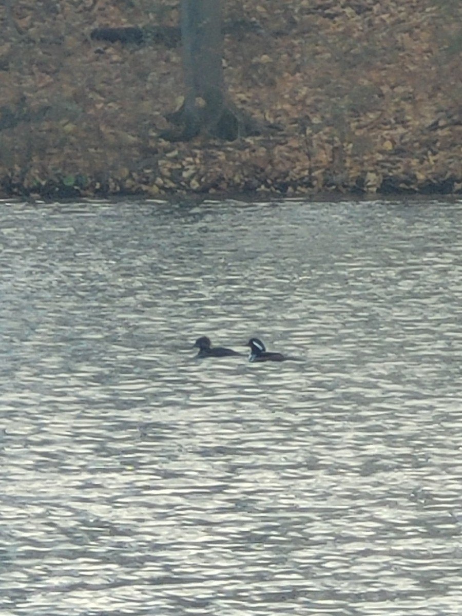 Hooded Merganser - ML645894970