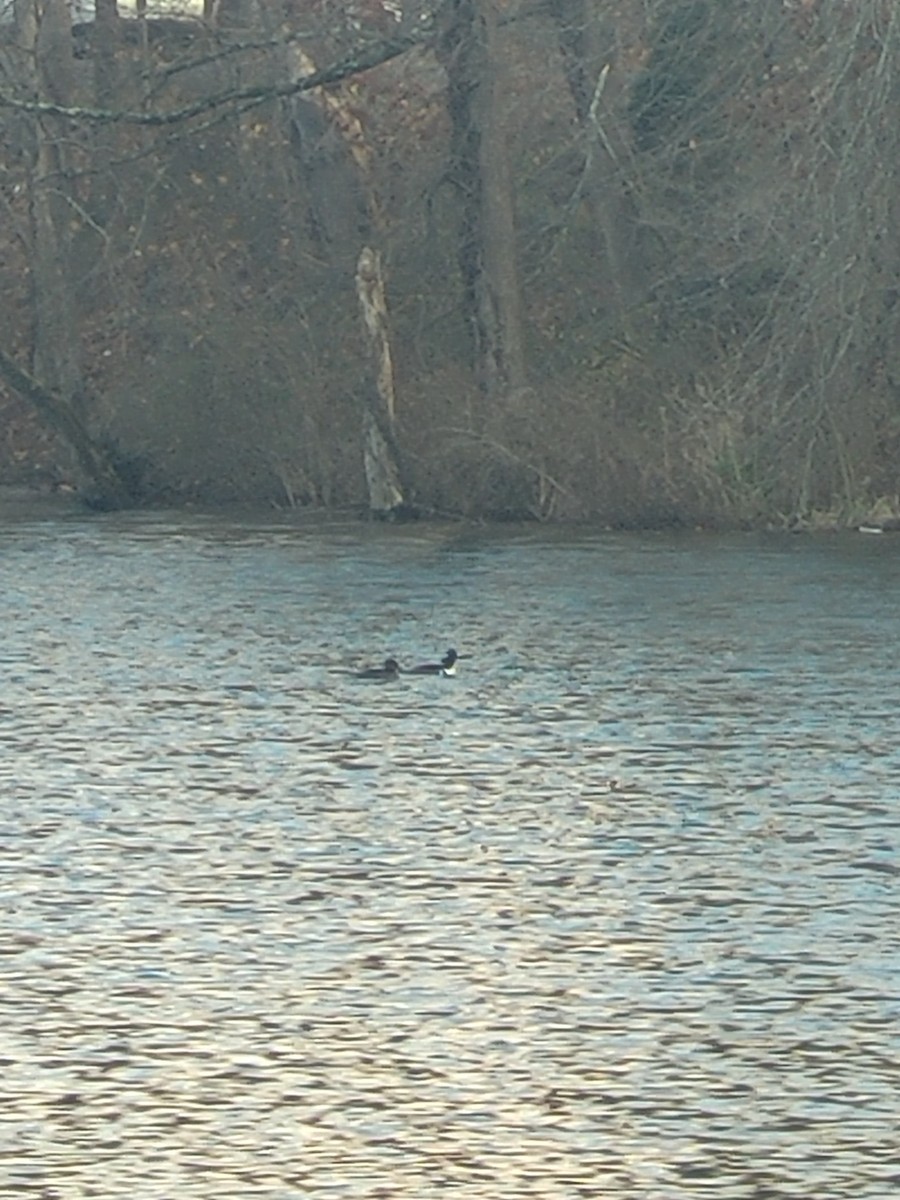 Hooded Merganser - ML645894971