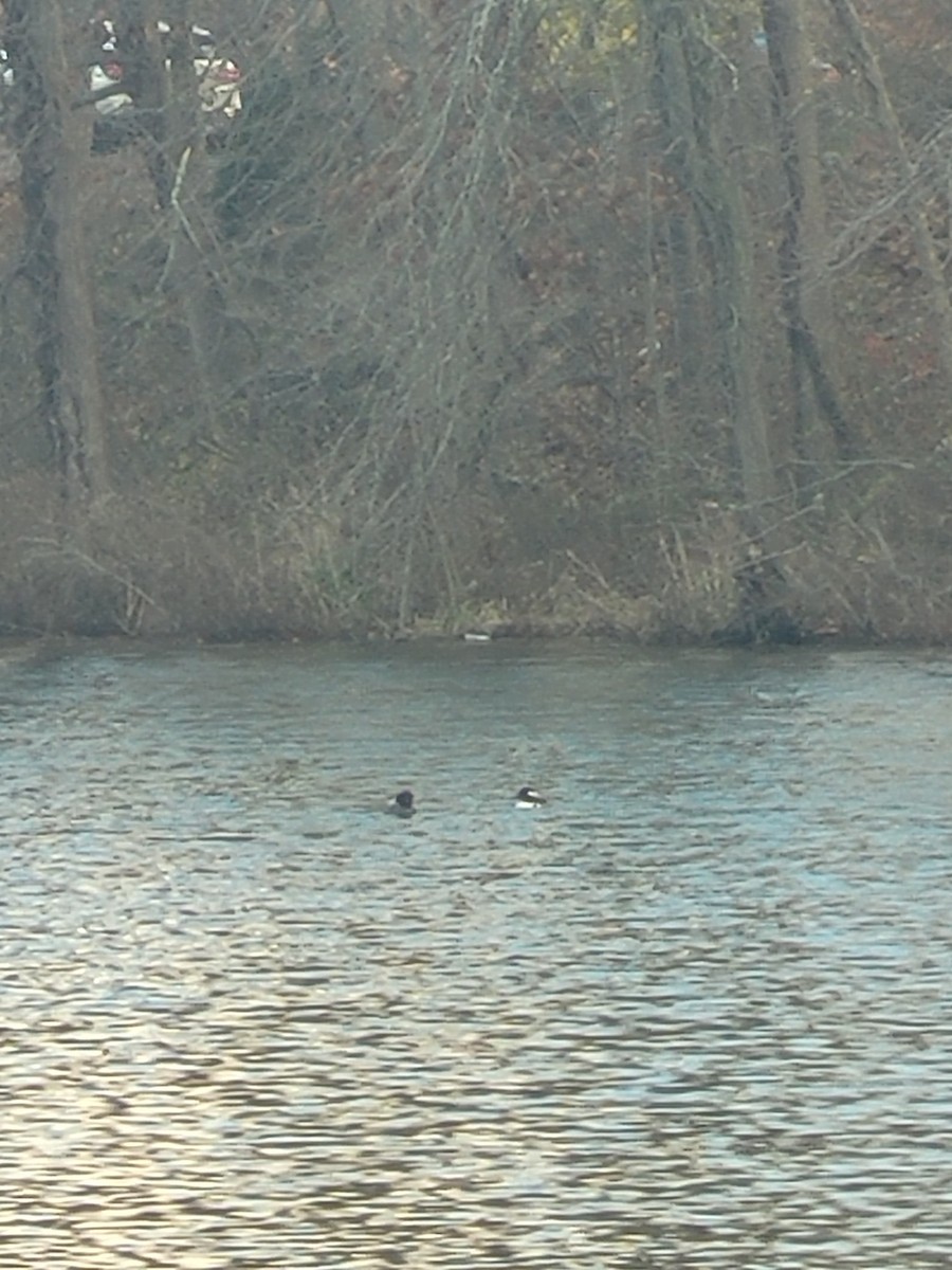 Hooded Merganser - ML645894972