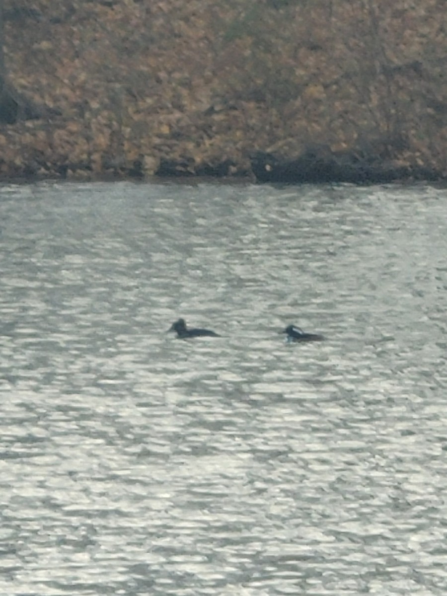 Hooded Merganser - ML645894973