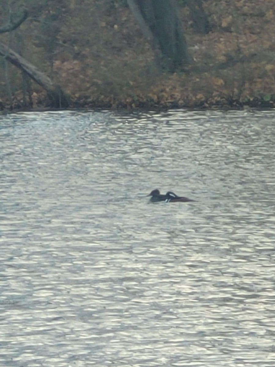 Hooded Merganser - ML645894974