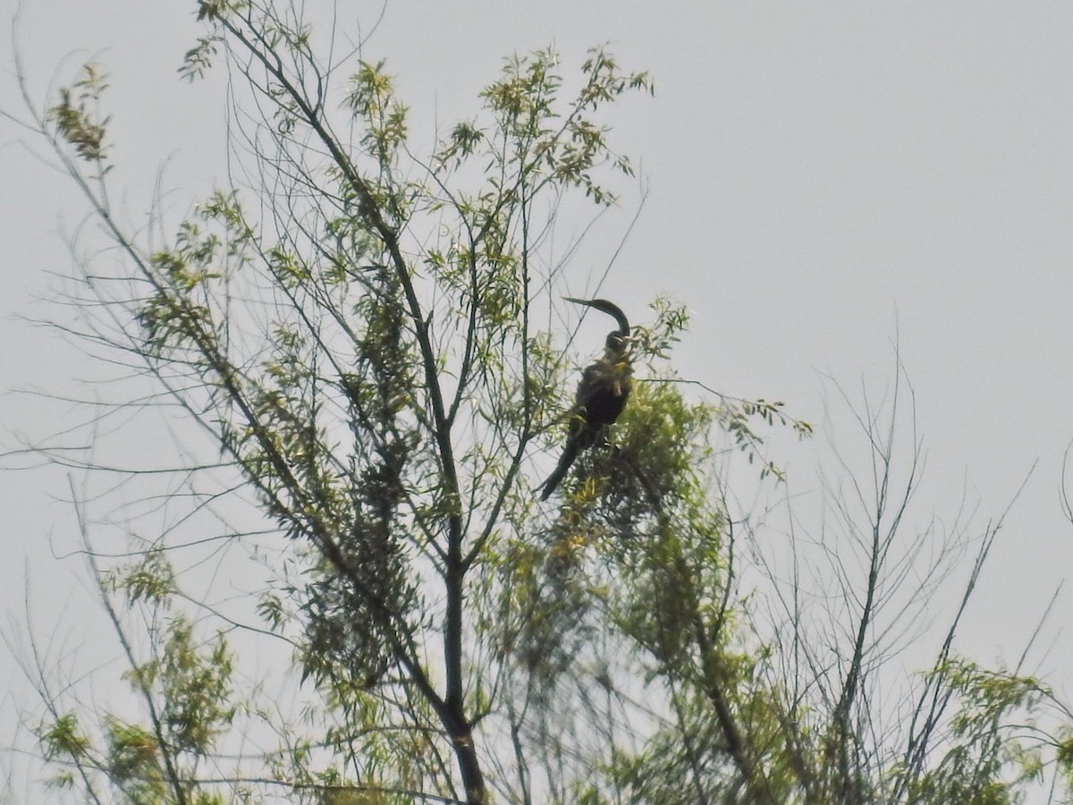 Anhinga - ML645894979