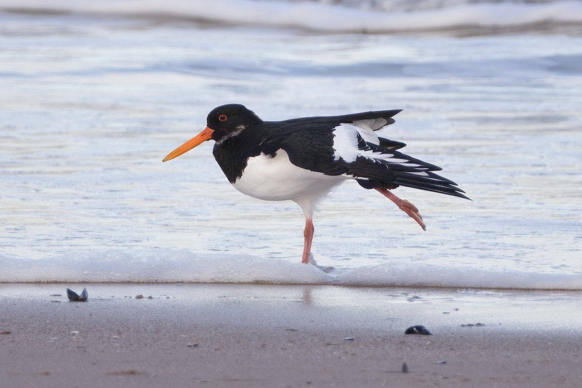 Eurasian Oystercatcher - ML645894982