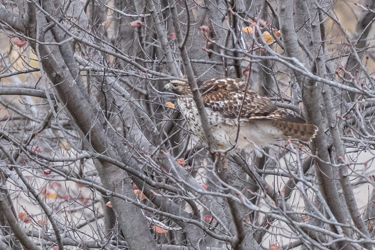 Red-shouldered Hawk - ML645894983