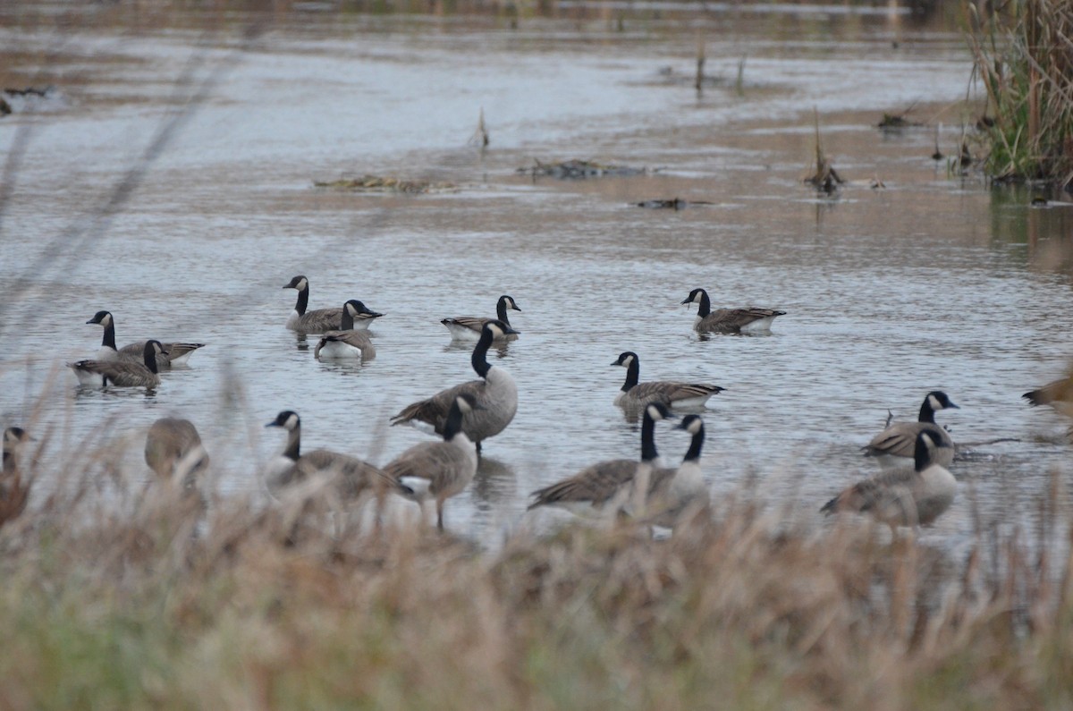 Bernache du Canada - ML645894984
