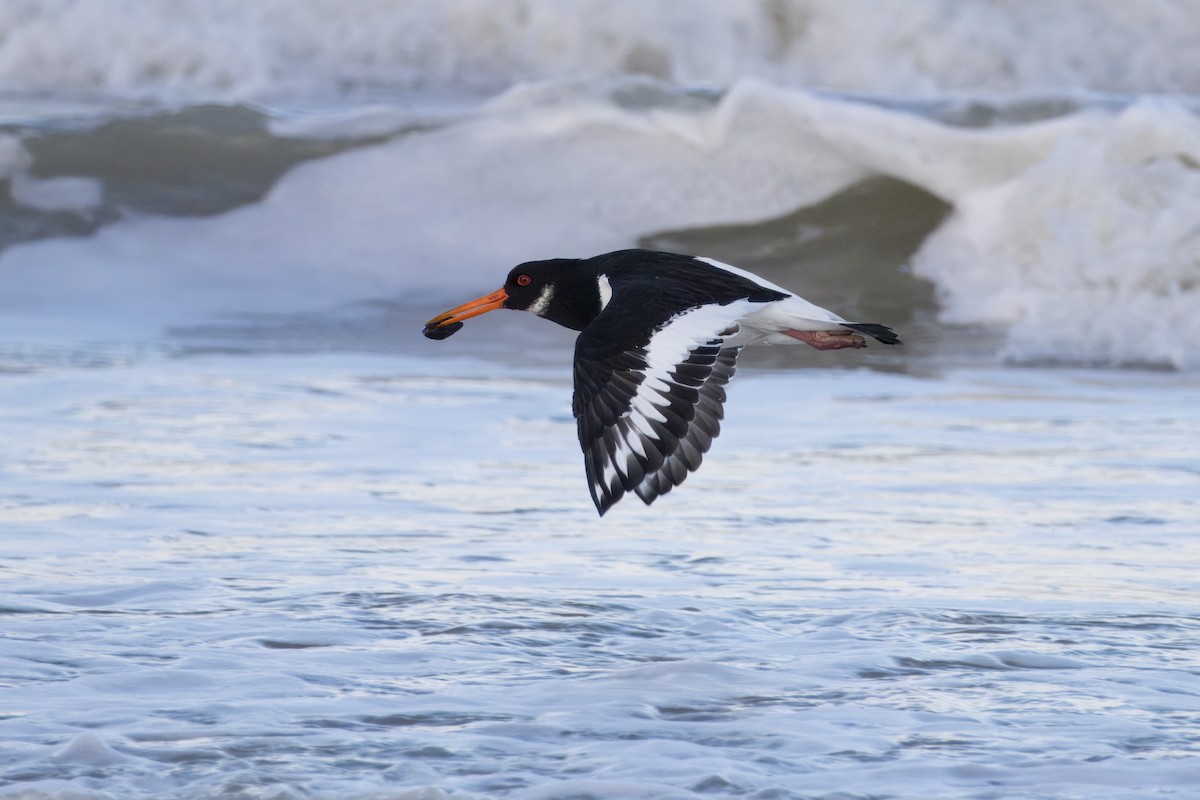 Eurasian Oystercatcher - ML645894987
