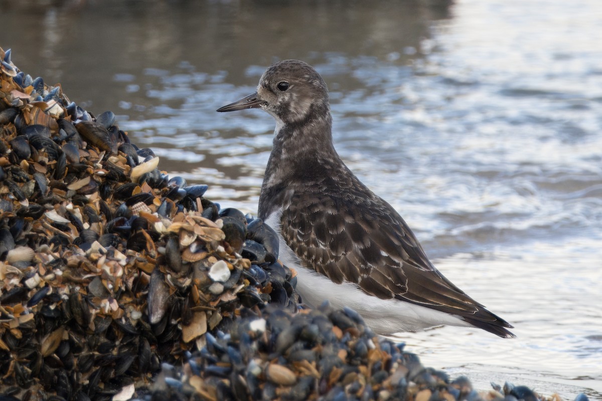 Ruddy Turnstone - ML645894992