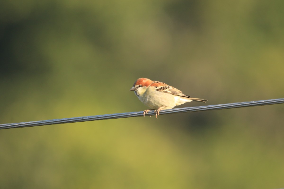 Горобець рудий - ML645894996