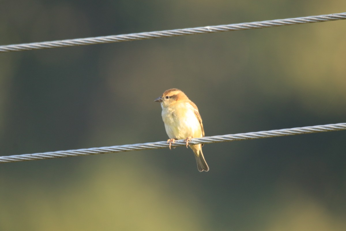 Горобець рудий - ML645894997