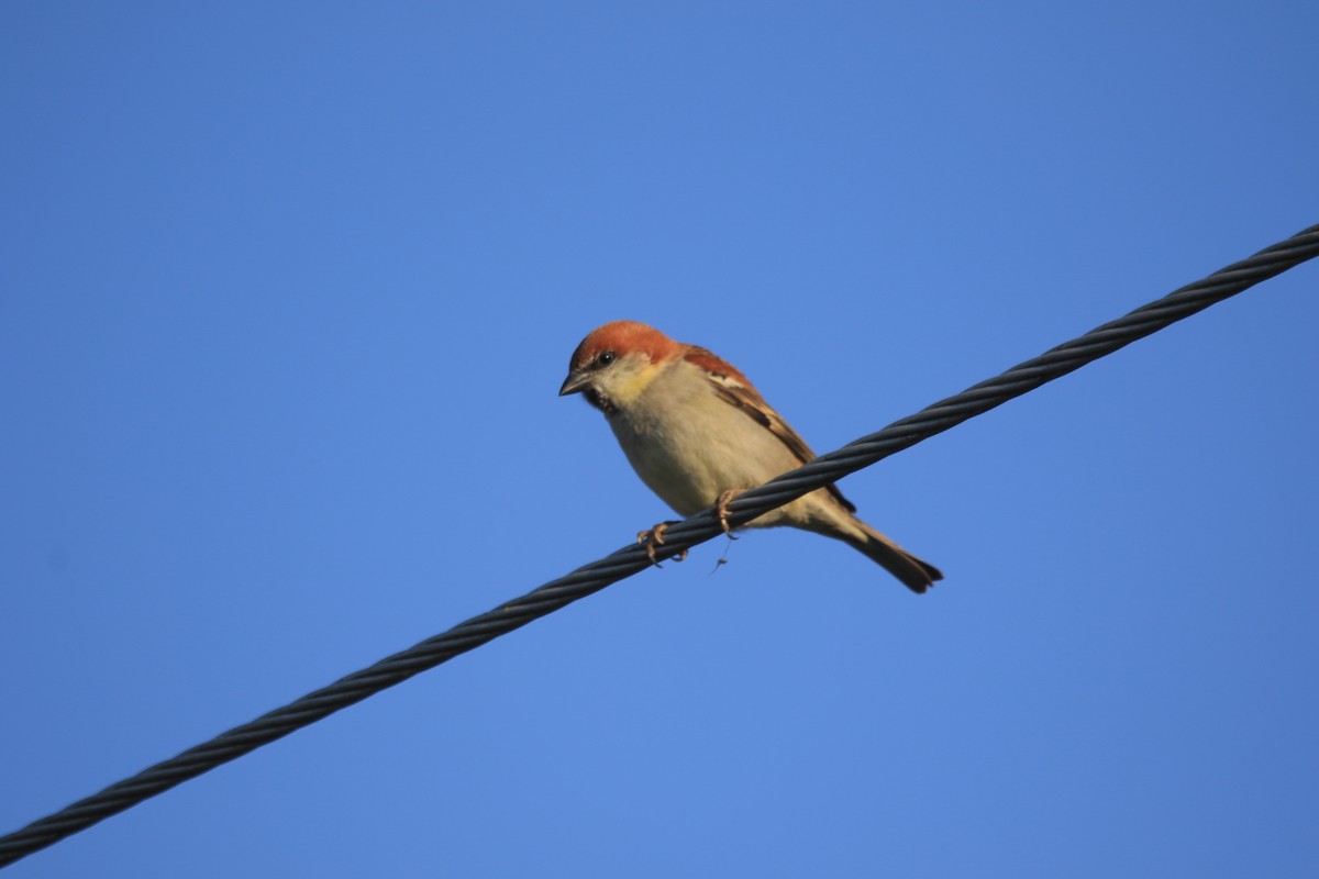 Горобець рудий - ML645894998