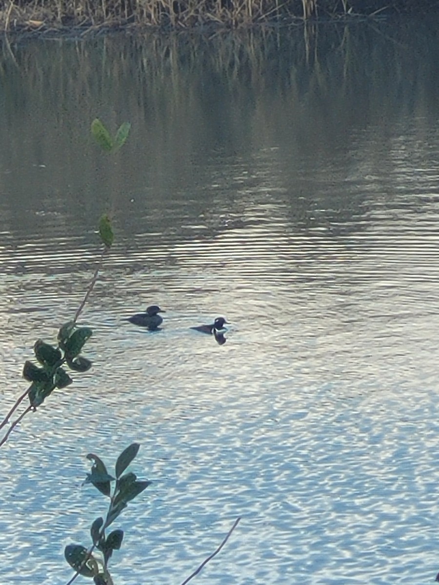 Hooded Merganser - ML645895008