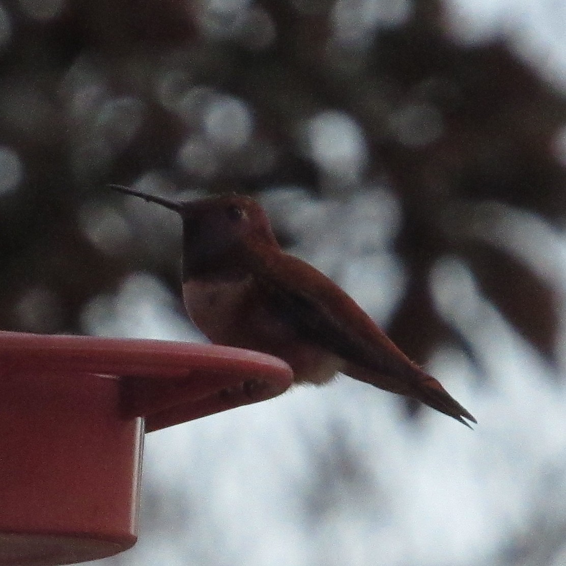 Rufous Hummingbird - ML645895015