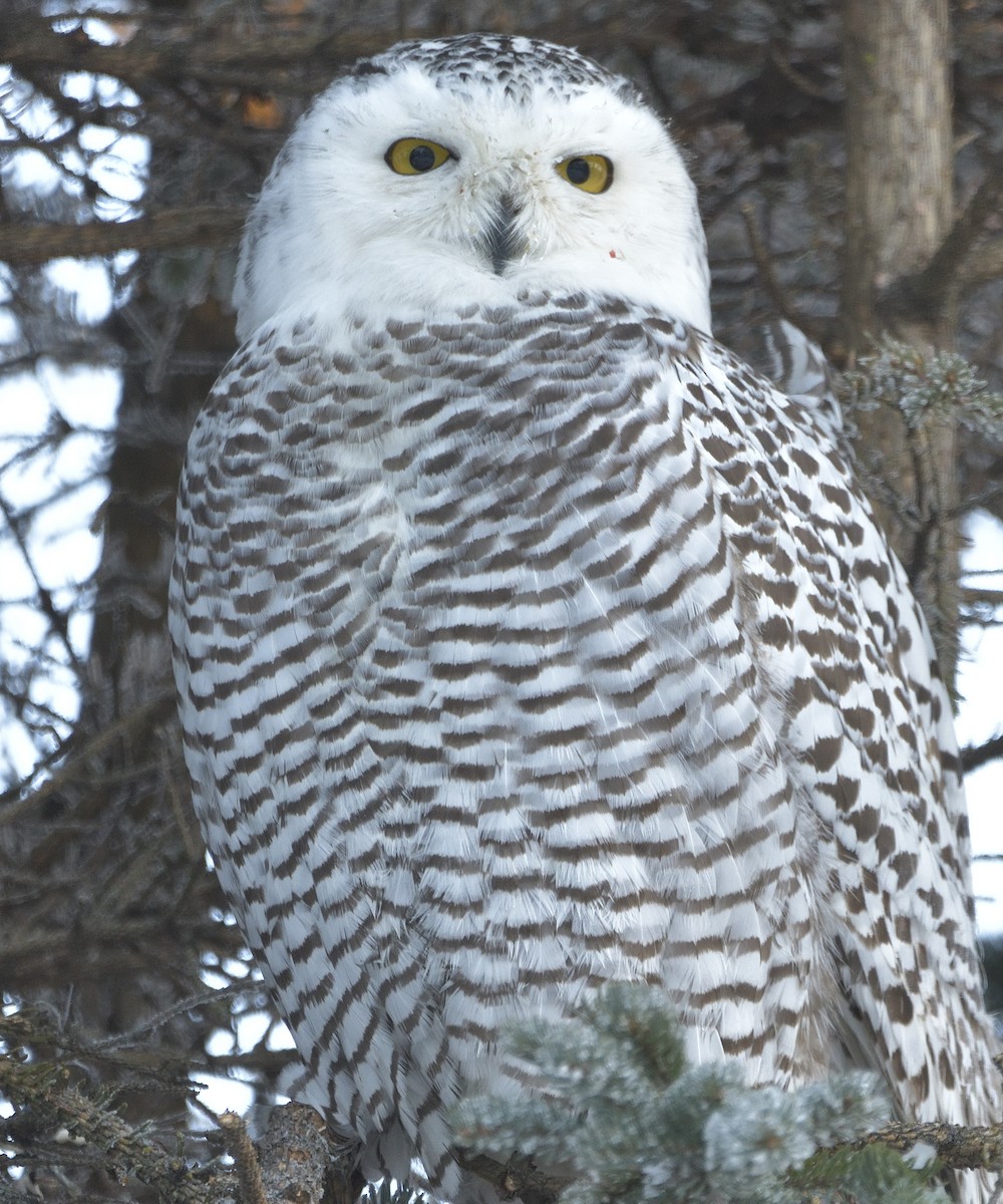Snowy Owl - ML645895016
