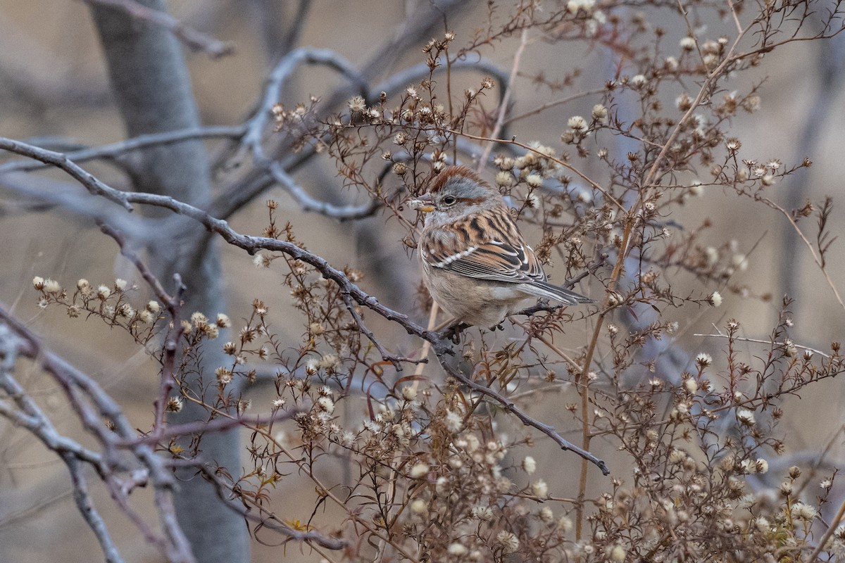 American Tree Sparrow - ML645895023