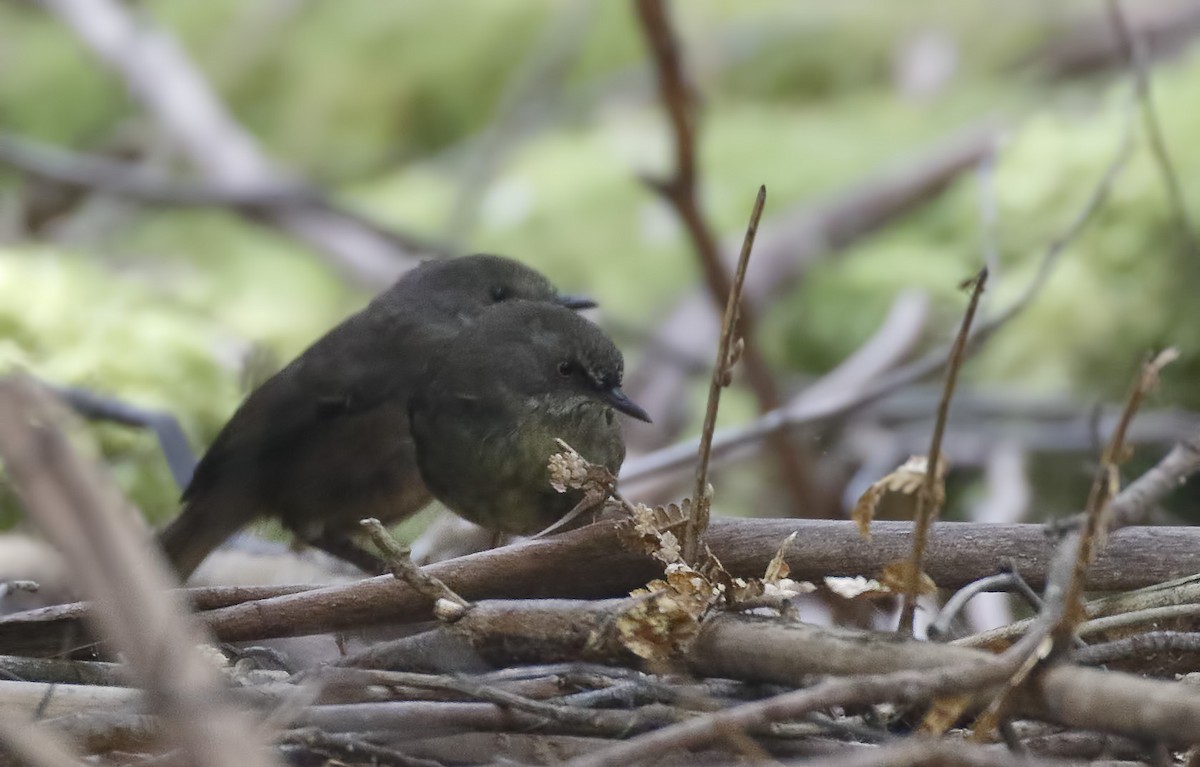 Tasmanian Scrubwren - ML645895024