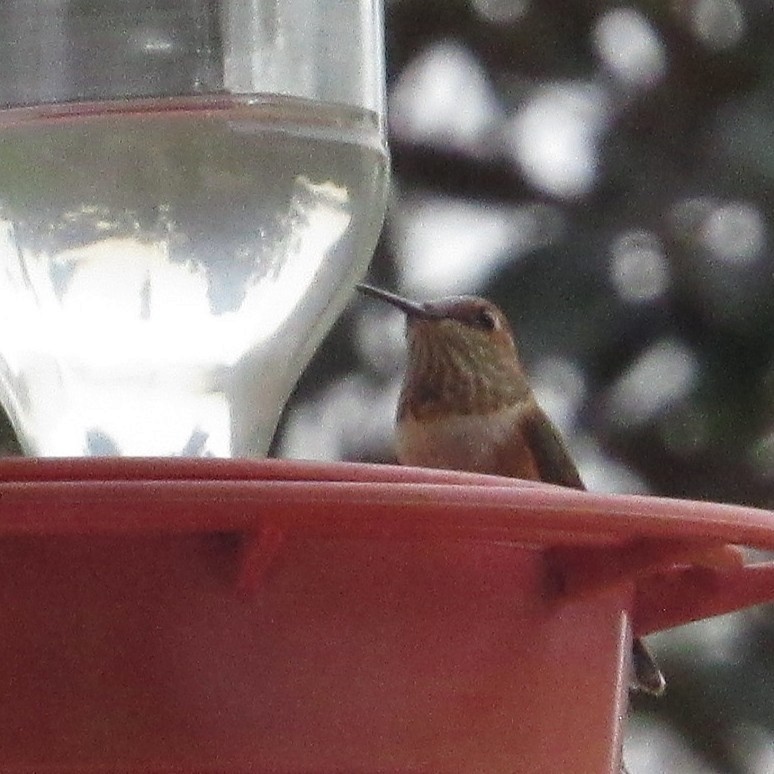 Rufous Hummingbird - ML645895034