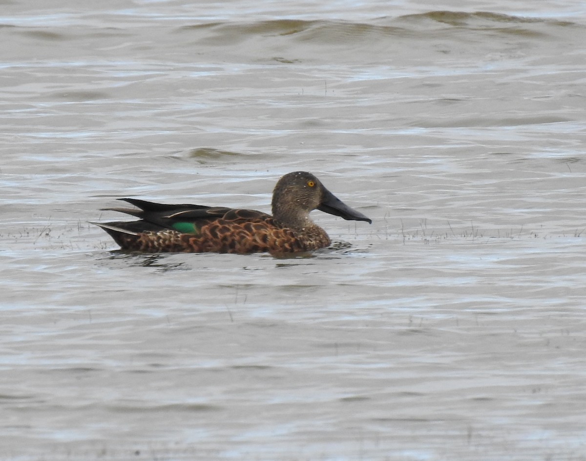 ミカヅキハシビロガモ - ML645895035