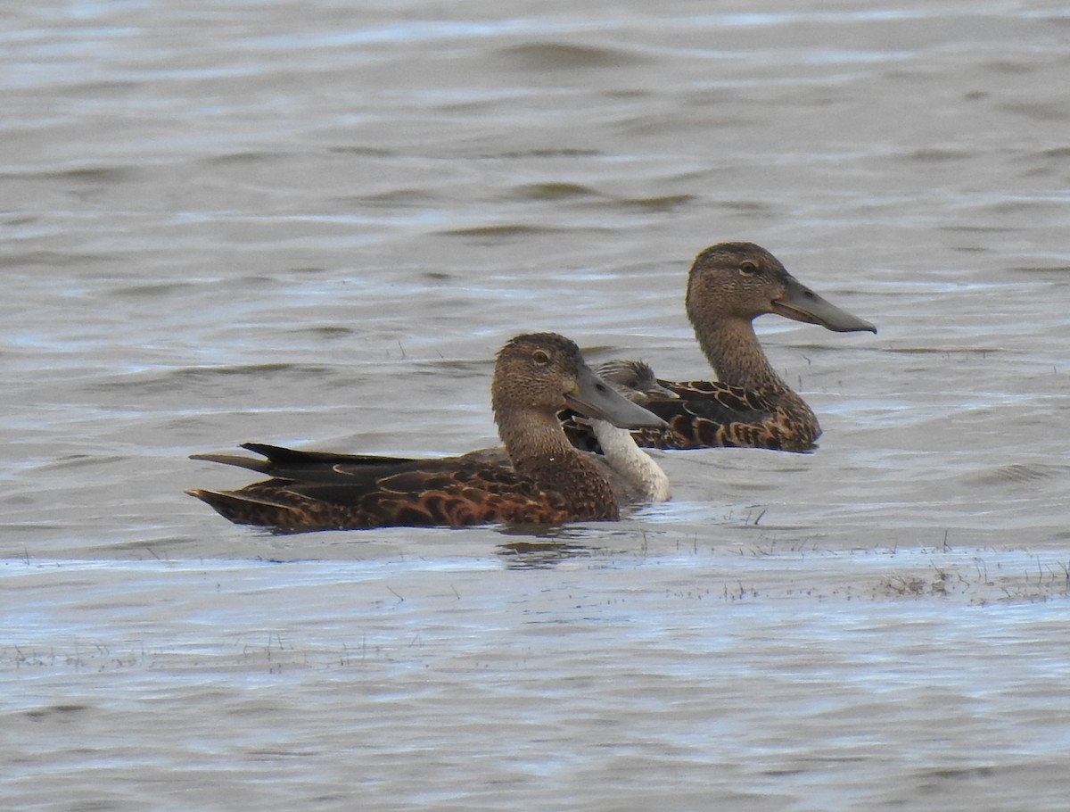 ミカヅキハシビロガモ - ML645895036