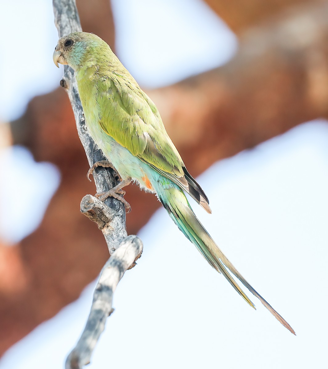 Hooded Parrot - ML645895038