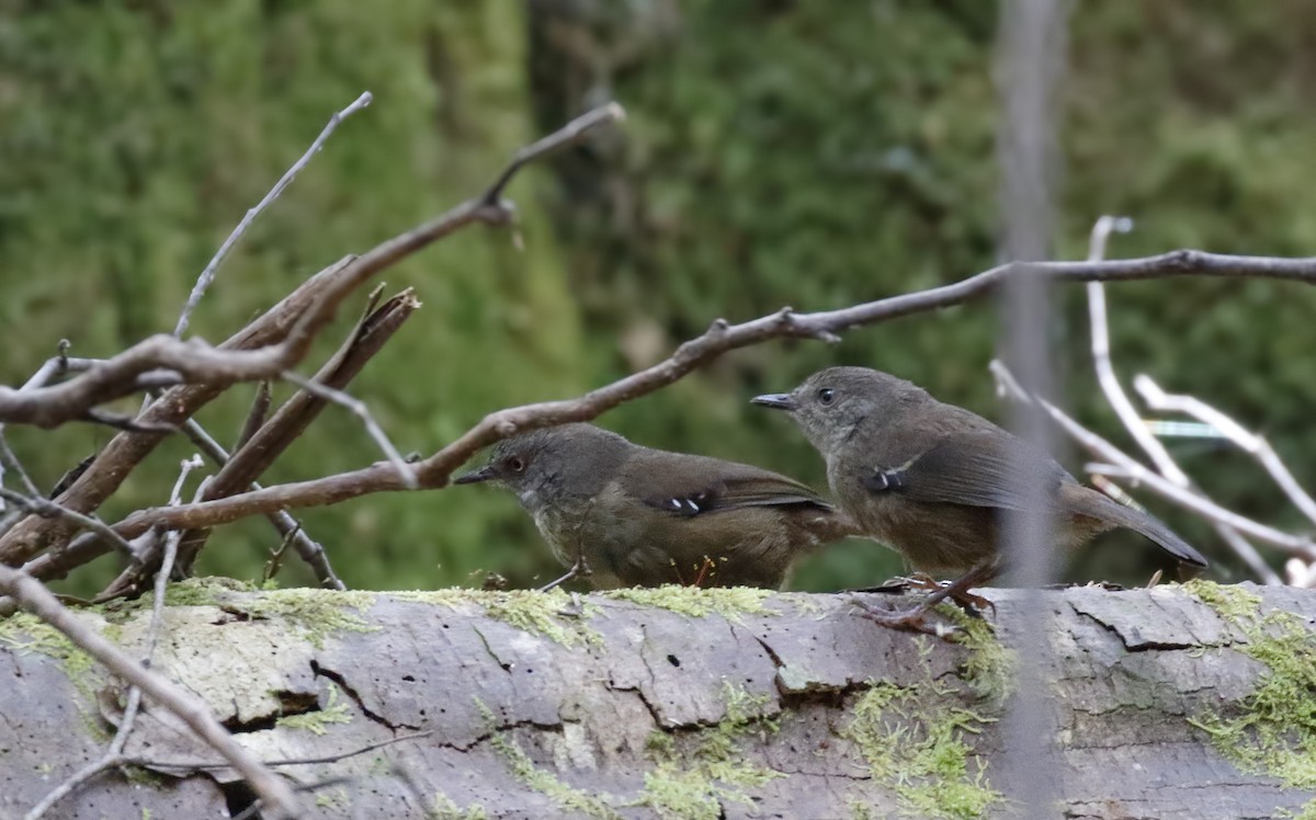 Tasmanian Scrubwren - ML645895039