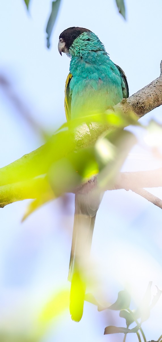 Hooded Parrot - ML645895040