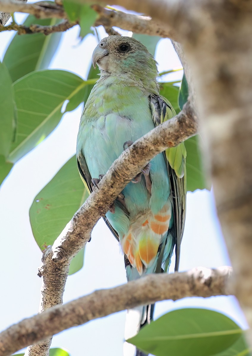 Hooded Parrot - ML645895041