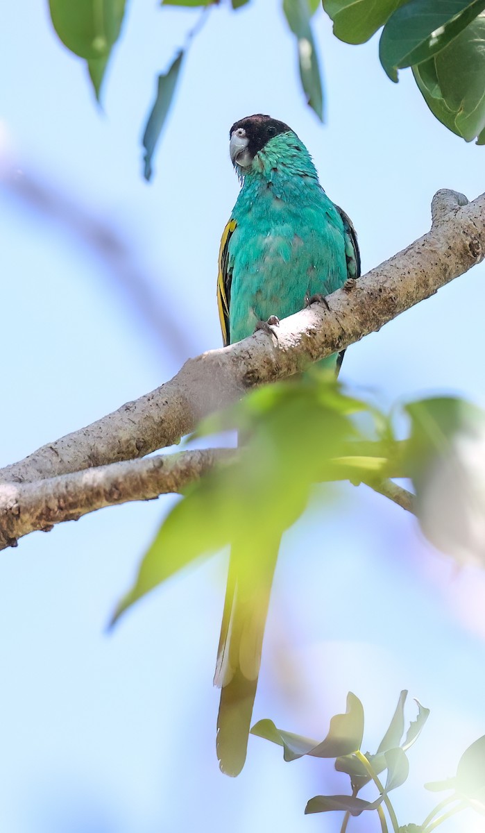 Hooded Parrot - ML645895042