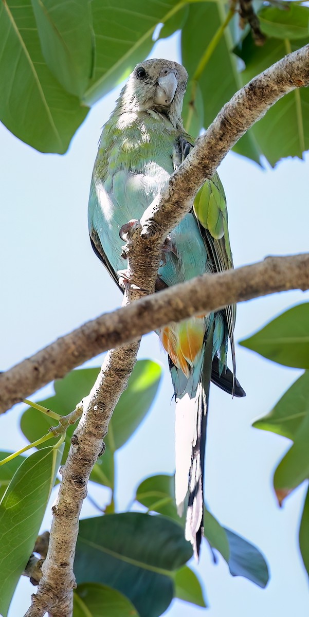 Hooded Parrot - ML645895044