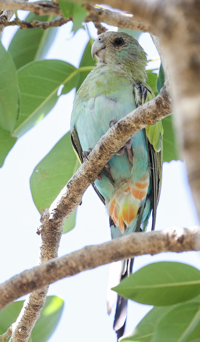 Hooded Parrot - ML645895045