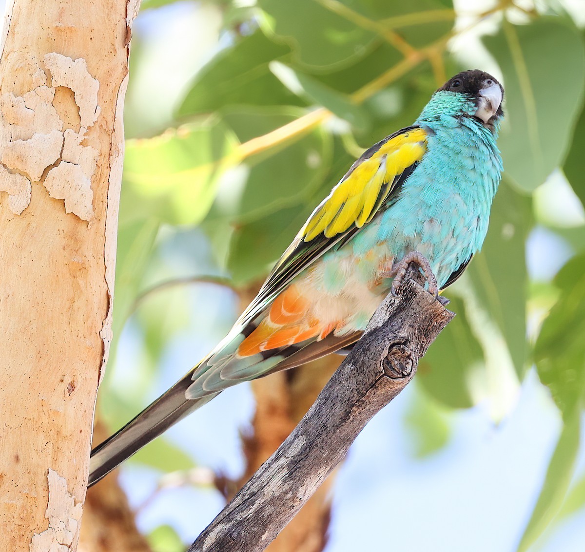 Hooded Parrot - ML645895046