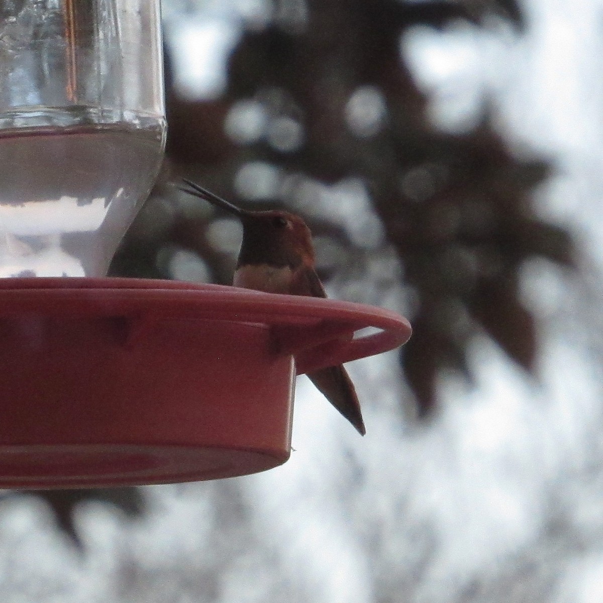 Rufous Hummingbird - ML645895048