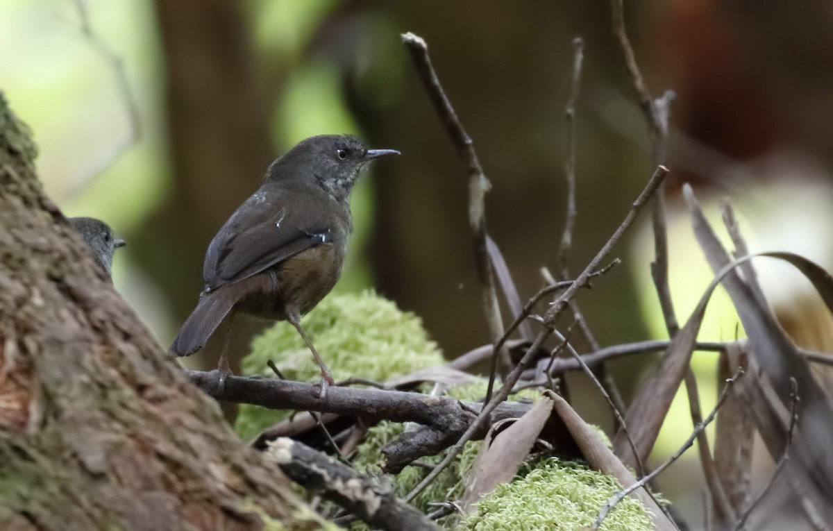 Tasmanian Scrubwren - ML645895049
