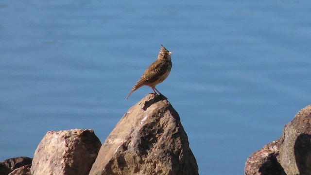 Crested Lark - ML645895050