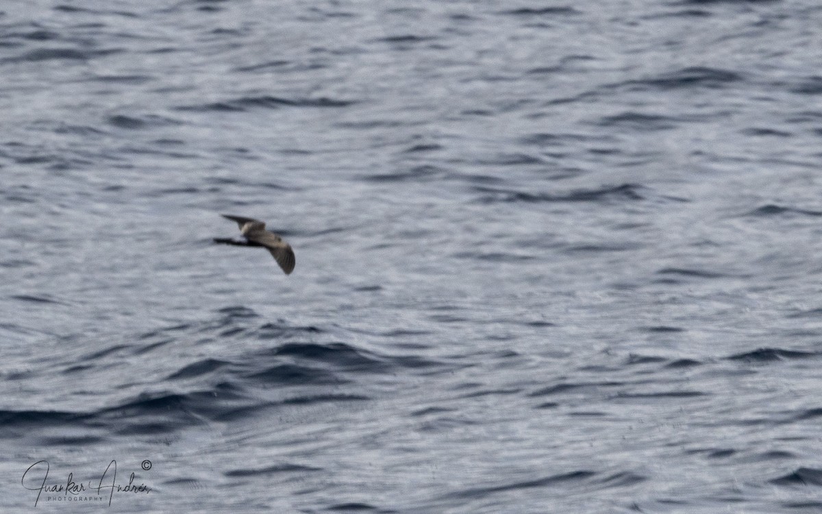 Качурка північна - ML645895052