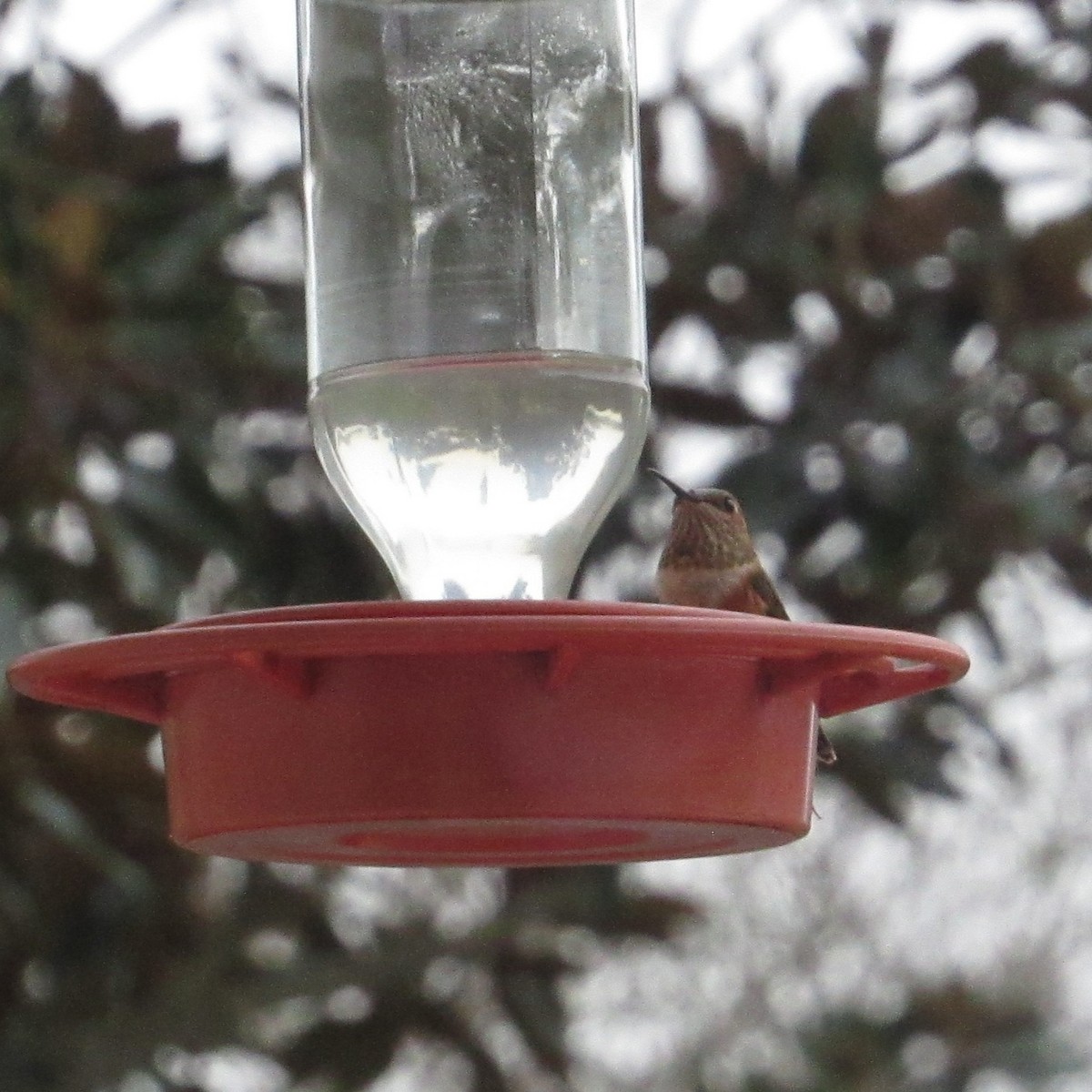 Rufous Hummingbird - ML645895057